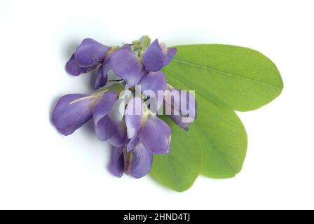 Indigolupine, Baptizia australis, Blaue Färberhülse, Australische Färberhülse oder Falscher Indigo, Färbepflanze, Heilpflanze, enthält eine Reihe von Foto Stock