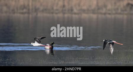 Échasse blanche dans les marais de la baie de Somme. Foto Stock