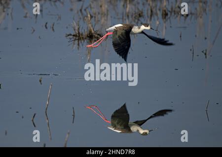 Échasse blanche dans les marais de la baie de Somme. Foto Stock