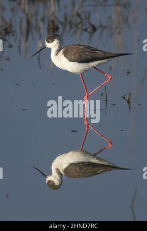 Échasse blanche dans les marais de la baie de Somme. Foto Stock