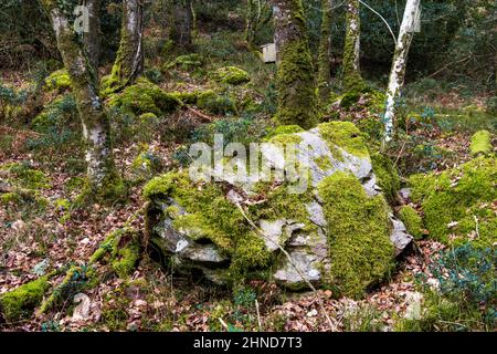 Grande muschio coperto roccia sulla collina del Horner wood, Somerset, Regno Unito Foto Stock