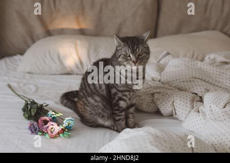 Foto romantica con un gatto scozzese grigio diritto in un letto accogliente con bouquet di fiori blu e viola. Foto Stock