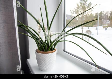 Dracaena angolensis, Sansevieria cylindrica conosciuta anche come la pianta cilindrica del serpente, lancia africana in piena fioritura sul davanzale domestico della finestra. Foto Stock