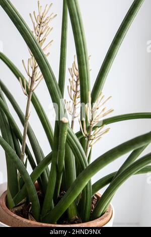 Dracaena angolensis, Sansevieria cylindrica conosciuta anche come la pianta cilindrica del serpente, lancia africana in piena fioritura sul davanzale domestico della finestra. Foto Stock