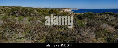 Macchia mediterranea costiera tipica, Santanyi, Mallorca, Isole Baleari, Spagna Foto Stock