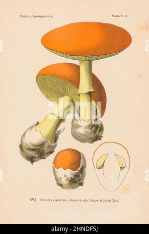 Antica incisione a fungo di Amanita caesarea (funghi di Cesare). Da 'Atlante des Champignons' di Leon Dufour, 1891. Foto Stock