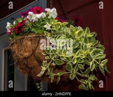 Grazioso cestino sospeso di petunias rosso e bianco profonde con verde in un giardino estivo. Foto Stock
