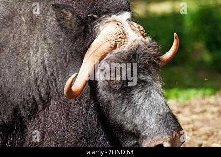 un bue muschio che si avvicina molto alla fotocamera Foto Stock