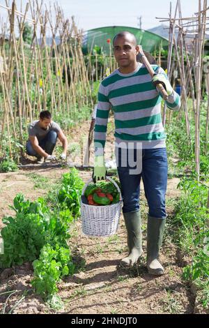 Contadino con cesto di verdure in giardino Foto Stock