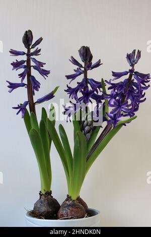 primo piano di tre giacinti blu su sfondo bianco, vista laterale Foto Stock