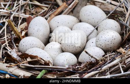 17 maggio 2021, Berlino: 17.05.2021, Berlino. Ci sono 14 uova leggermente macchiate nel nido di un paio di cuote a Wannsee. Foto: Wolfram Steinberg/dpa Foto: Wolfram Steinberg/dpa Foto Stock