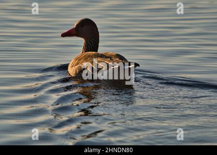 Un'oca di Greylag nuota su un anser lago Anser Foto Stock