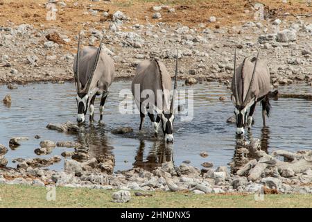 Tre Oryx in piedi in una buca d'acqua per bere. Foto Stock