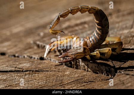 Burrowing Scorpion su log mostrando pungere e grandi pinze. Foto Stock
