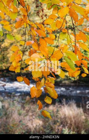 Foglie d'autunno a Ribblesdale Foto Stock