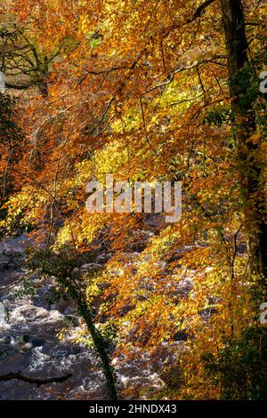 Colori autunnali sul fiume Ribble nelle Yorkshire Dales Foto Stock