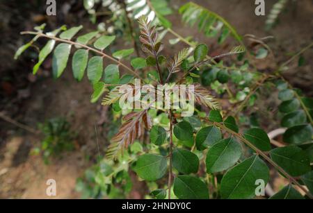 Nuovi volantini immaturi dell'albero del Curry che crescono dal gambo, vista dall'alto Foto Stock