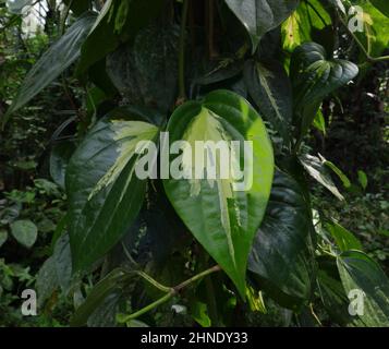 Primo piano di un vitigno Piper Betel variegato con foglie Foto Stock