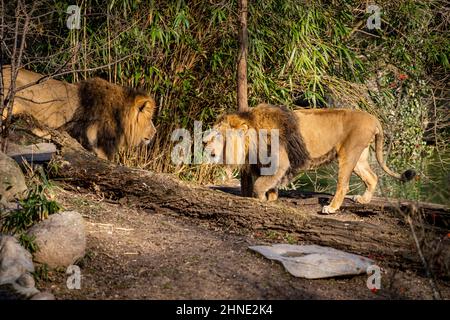 Due leoni si minacciano a vicenda in condizioni di bel tempo in natura Foto Stock