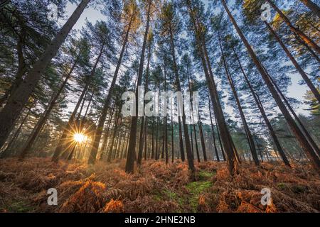 Sole che sorge attraverso il bosco di alberi di pino scozzesi in inverno, Newtown Common, vicino Newbury, Berkshire, Inghilterra, Regno Unito, Europa Foto Stock