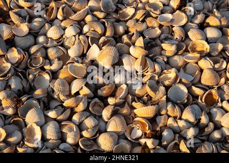 Conchiglie di cocci sulla spiaggia, Kippford, Dalbeattie, Dumfries e Galloway, Scozia, Regno Unito Foto Stock