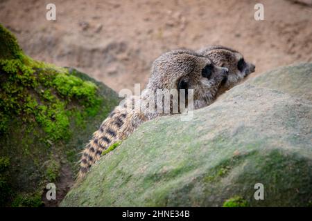 Due meerkat si siedono dietro una roccia in uno zoo tedesco in bel tempo Foto Stock