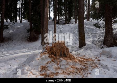 Baramulla, India. 16th Feb 2022. Un tronco di albero deforestato visto in una foresta coperta di neve a Drang. (Foto di Idrees Abbas/SOPA Images/Sipa USA) Credit: Sipa USA/Alamy Live News Foto Stock