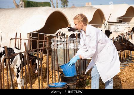 Giovane veterinario femminile che lavora in cowshed, prendersi cura di vitelli in stalla all'aperto Foto Stock