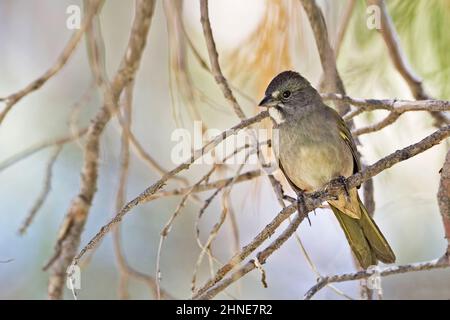 Un tovagliolo a coda verde, Pipilo clorurus, arroccato in un albero Foto Stock