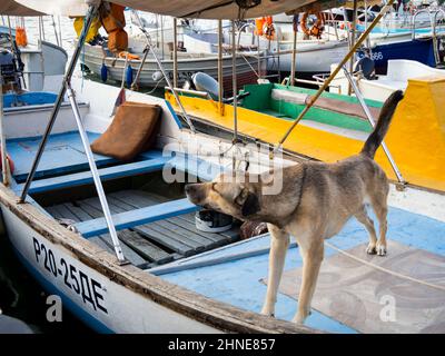 Balaklava, Russia - 18 settembre 2020: Il cane si erge sul ponte di una grande barca Foto Stock