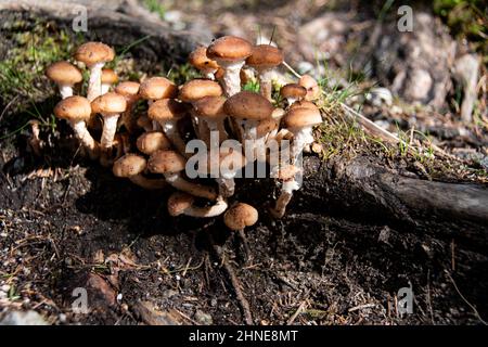 Piccola famiglia di funghi cresce sul pavimento umido della foresta Foto Stock
