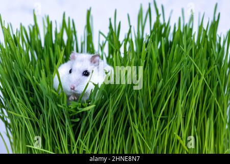 Il criceto bianco Djungariano si siede in erba verde da vicino. Foto Stock