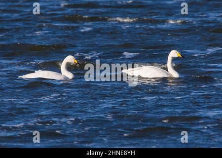 Un paio di cigni Whooper sull'acqua Foto Stock