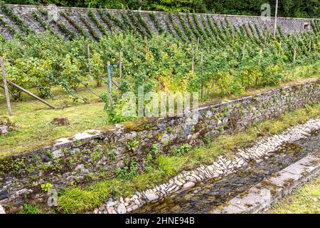 Le mele Cordon maturano accanto al torrente nel giardino murato presso la Torrisdale Castle Estate sulla penisola di Kintyre, Argyll & Bute, Scozia Regno Unito Foto Stock