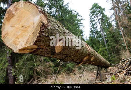 gefällter Baum mit Jahresringen auf Ästen liegend/ albero felluto, sdraiato sui suoi rami Foto Stock