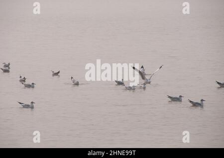 Una scena naturale di gabbiano che vola e scivola sull'acqua Foto Stock