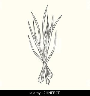 Schizzo di inchiostro verde a cipolla isolato. Ingrediente alimentare monocromatico. Cibo naturale biologico fresco. Stile vintage con incisione a mano. Illustrazione vettoriale Illustrazione Vettoriale