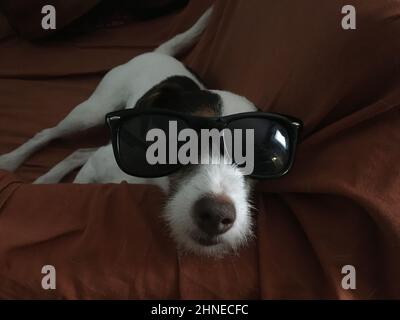 Piccolo cane bianco con occhiali da sole, rilassato e sdraiato con la testa appoggiata sul braccio del divano. Foto di alta qualità Foto Stock