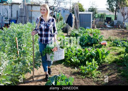 Giovane donna giardiniere che tiene raccolto di verdure e verdi in cestino Foto Stock