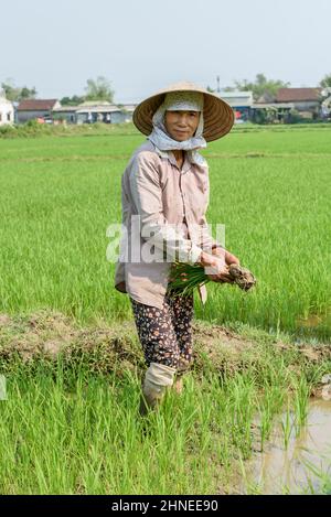 Una donna vietnamita, che indossa un cappello conico, pianta il riso in un campo di risaie vicino Hue, provincia di Thua Thien Hue, Vietnam centrale Foto Stock