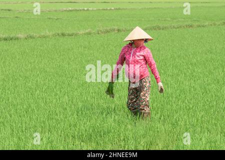 Una donna vietnamita, che indossa un cappello conico, pianta il riso in un campo di risaie vicino Hue, provincia di Thua Thien Hue, Vietnam centrale Foto Stock