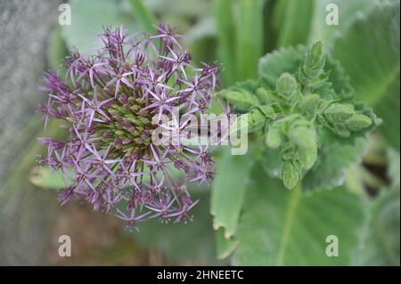 La cipolla persiana o stella di Persia (Allium crostophii) fiorisce in un giardino im May Foto Stock