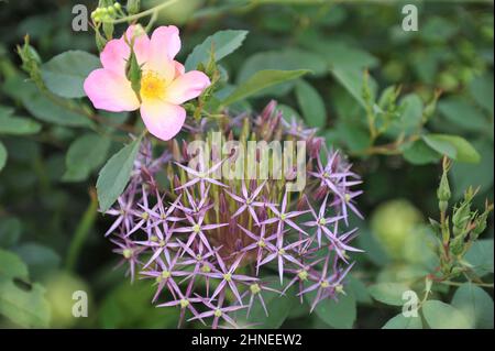 Cipolla persiana o stella di Persia (Allium crostophii) e rosa rosa a fiore singolo la rosa Alexandra fiorisce in un giardino nel mese di maggio Foto Stock