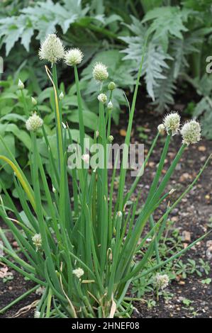 La cipolla gallese (Allium fidulosum) fiorisce in un giardino nel mese di maggio Foto Stock