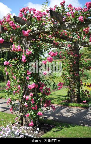 Arrampicata rosa rosa rosa di Noisette (Rosa) il climber rosa di Chaplin fiorisce su un pergolato in legno in un giardino nel mese di giugno Foto Stock