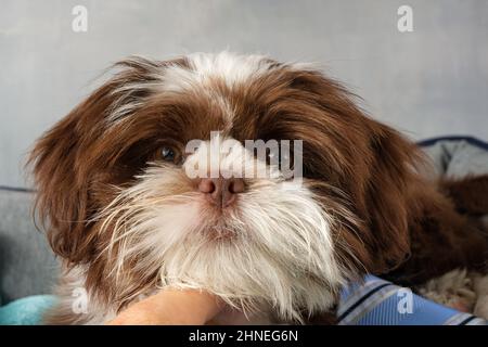 Primo piano di un cucciolo di Shih tzu di 105 giorni adagiato sulla cravatta. Foto Stock