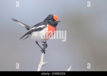 Rapina rossa selvaggia (Petroica goodenovii) arroccata sulla filiale, Australia Foto Stock