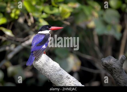 Il Martin pescatore con il tappo nero è un Martin pescatore di alberi ampiamente distribuito in Asia tropicale dall'India orientale alla Cina, Corea e Sud-est asiatico. Foto Stock