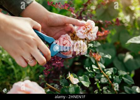 La deadheading della donna ha speso i fianchi della rosa inglese nel giardino estivo. Giardiniere che taglia i fiori selvaggi con la potatrice. Abraham Darby è salito da Austin Foto Stock