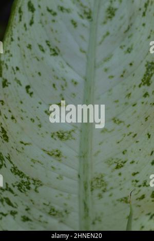 Dieffenbachia muto foglia di canna primo piano Foto Stock